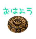 ボールパイソンの日常。（個別スタンプ：6）