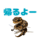 ボールパイソンの日常。（個別スタンプ：11）