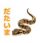 ボールパイソンの日常。（個別スタンプ：12）