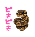 ボールパイソンの日常。（個別スタンプ：13）