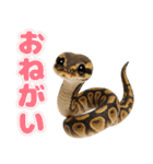 ボールパイソンの日常。（個別スタンプ：14）