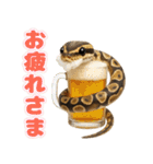 ボールパイソンの日常。（個別スタンプ：15）