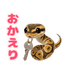 ボールパイソンの日常。（個別スタンプ：18）