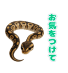 ボールパイソンの日常。（個別スタンプ：20）