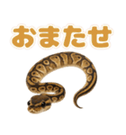 ボールパイソンの日常。（個別スタンプ：22）