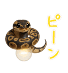 ボールパイソンの日常。（個別スタンプ：25）