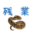 ボールパイソンの日常。（個別スタンプ：29）