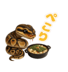 ボールパイソンの日常。（個別スタンプ：31）