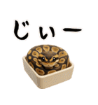 ボールパイソンの日常。（個別スタンプ：32）