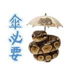 ボールパイソンの日常。（個別スタンプ：33）