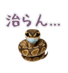 ボールパイソンの日常。（個別スタンプ：34）