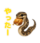 ボールパイソンの日常。（個別スタンプ：36）