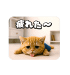 動く❤️タマにゃんの日常（個別スタンプ：14）