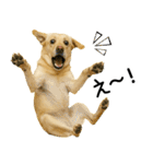 ラブラドール★ず～っと毎日使える即返信！（個別スタンプ：1）