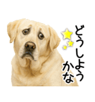 ラブラドール★ず～っと毎日使える即返信！（個別スタンプ：2）