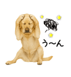 ラブラドール★ず～っと毎日使える即返信！（個別スタンプ：3）