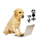 ラブラドール★ず～っと毎日使える即返信！（個別スタンプ：4）