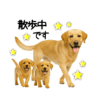 ラブラドール★ず～っと毎日使える即返信！（個別スタンプ：5）