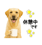 ラブラドール★ず～っと毎日使える即返信！（個別スタンプ：6）