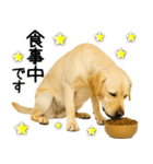 ラブラドール★ず～っと毎日使える即返信！（個別スタンプ：7）