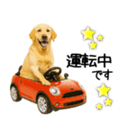 ラブラドール★ず～っと毎日使える即返信！（個別スタンプ：8）