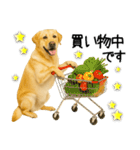 ラブラドール★ず～っと毎日使える即返信！（個別スタンプ：9）