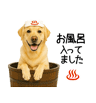 ラブラドール★ず～っと毎日使える即返信！（個別スタンプ：10）