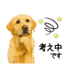 ラブラドール★ず～っと毎日使える即返信！（個別スタンプ：11）