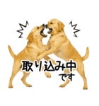 ラブラドール★ず～っと毎日使える即返信！（個別スタンプ：12）