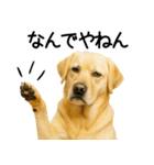 ラブラドール★ず～っと毎日使える即返信！（個別スタンプ：13）
