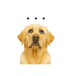 ラブラドール★ず～っと毎日使える即返信！（個別スタンプ：14）