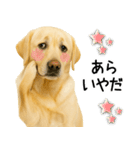 ラブラドール★ず～っと毎日使える即返信！（個別スタンプ：15）
