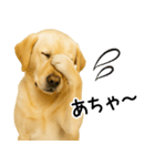 ラブラドール★ず～っと毎日使える即返信！（個別スタンプ：16）