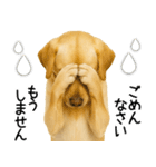ラブラドール★ず～っと毎日使える即返信！（個別スタンプ：17）
