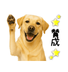 ラブラドール★ず～っと毎日使える即返信！（個別スタンプ：18）