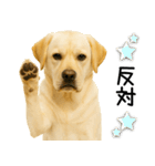 ラブラドール★ず～っと毎日使える即返信！（個別スタンプ：19）