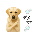 ラブラドール★ず～っと毎日使える即返信！（個別スタンプ：20）