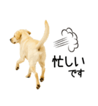 ラブラドール★ず～っと毎日使える即返信！（個別スタンプ：21）