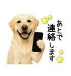 ラブラドール★ず～っと毎日使える即返信！（個別スタンプ：22）