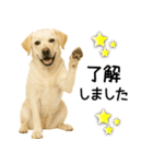 ラブラドール★ず～っと毎日使える即返信！（個別スタンプ：23）