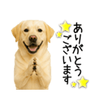 ラブラドール★ず～っと毎日使える即返信！（個別スタンプ：24）