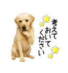 ラブラドール★ず～っと毎日使える即返信！（個別スタンプ：25）