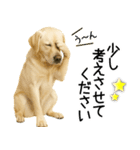 ラブラドール★ず～っと毎日使える即返信！（個別スタンプ：26）