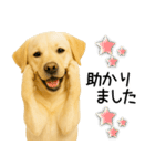 ラブラドール★ず～っと毎日使える即返信！（個別スタンプ：27）
