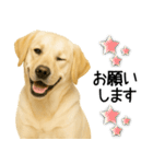 ラブラドール★ず～っと毎日使える即返信！（個別スタンプ：28）