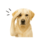 ラブラドール★ず～っと毎日使える即返信！（個別スタンプ：29）