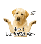 ラブラドール★ず～っと毎日使える即返信！（個別スタンプ：30）
