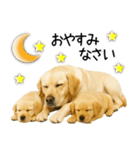 ラブラドール★ず～っと毎日使える即返信！（個別スタンプ：31）