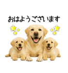 ラブラドール★ず～っと毎日使える即返信！（個別スタンプ：32）