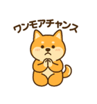 柴犬ワンワンStampシリーズno.4/2025（個別スタンプ：21）